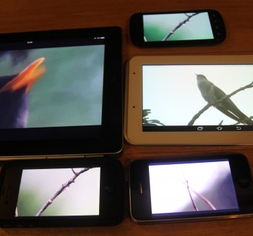 NthBirdForWebsite-562x335